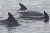 Cape May, Scenic Whale und Dolphin beobachten Kreuzfahrt - Hizvo