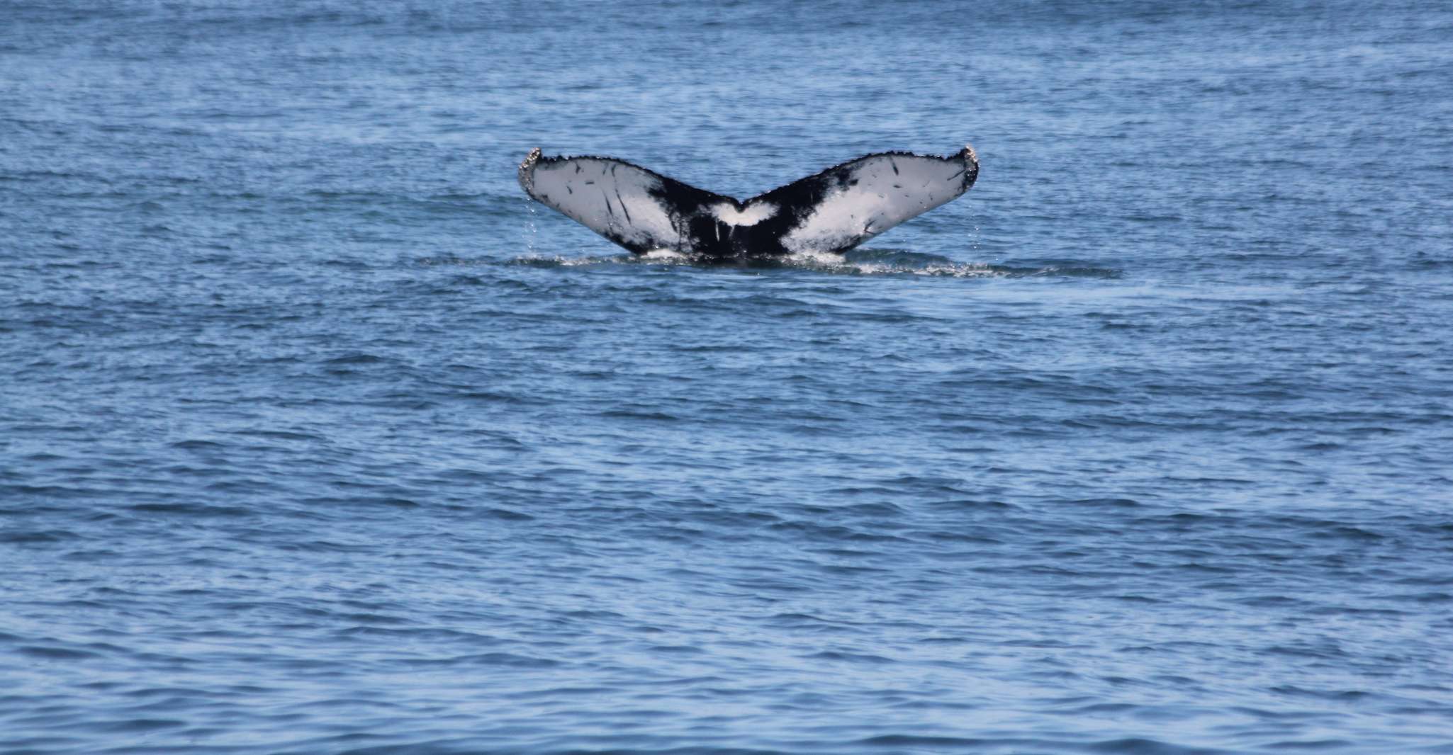 Cape May, Scenic Whale und Dolphin beobachten Kreuzfahrt - Hizvo
