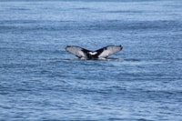 Cape May, Scenic Whale und Dolphin beobachten Kreuzfahrt - Hizvo