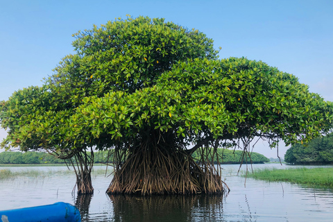 Pottuvil Lagoon Eco Tour : Mangrove Adventure in Arugam Bay