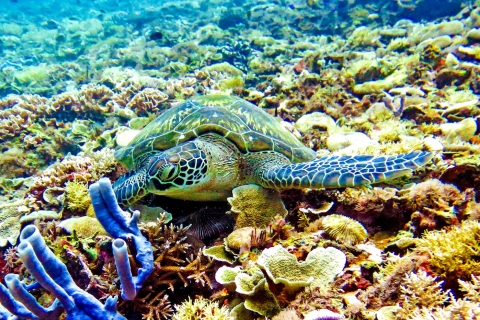 Gili-eilanden: onderwaterstandbeeldencruise en snorkelen