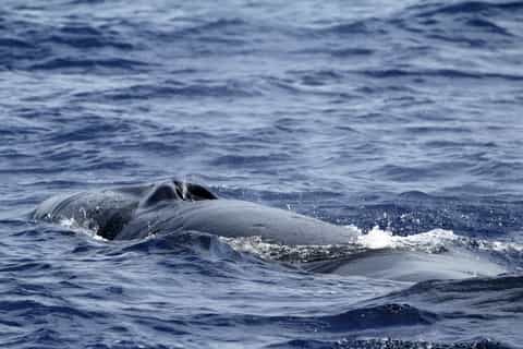 From Ponta Delgada: Whale and Dolphin Watching Trip