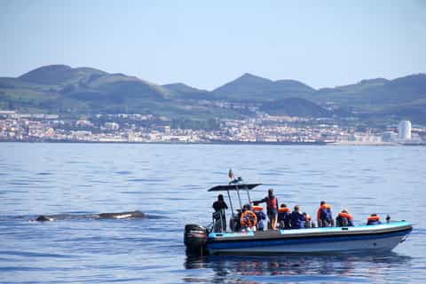 From Ponta Delgada: Whale and Dolphin Watching Trip