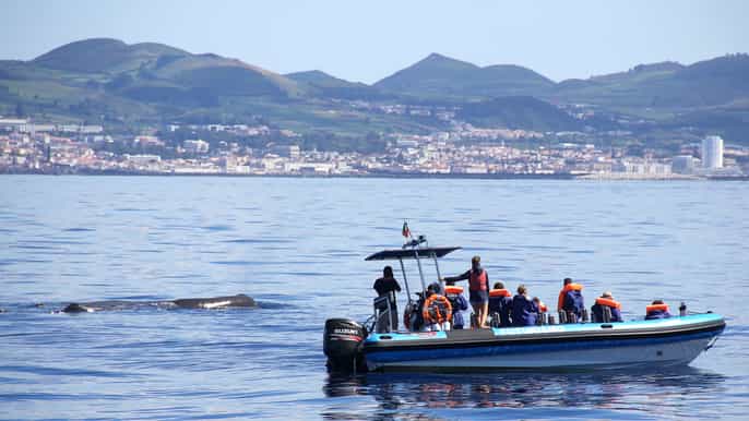 whale and dolphin watching trip from ponta delgada