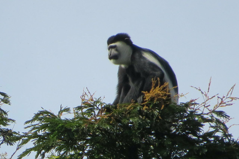 Entebbe: Guidad rundvandringEntebbe: Guidad rundvandring - standard (inga trädgårdar/zoo)