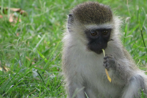 Entebbe: Guided Walking TourEntebbe: Guided Walking Tour - Standard (No Gardens/Zoo)