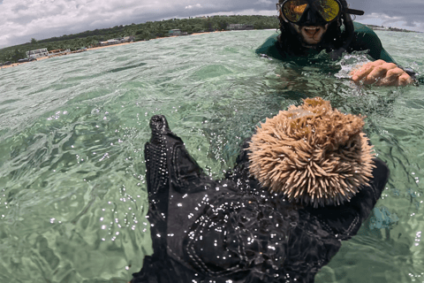 Jobo Beach Turtle Snorkeling Adventure