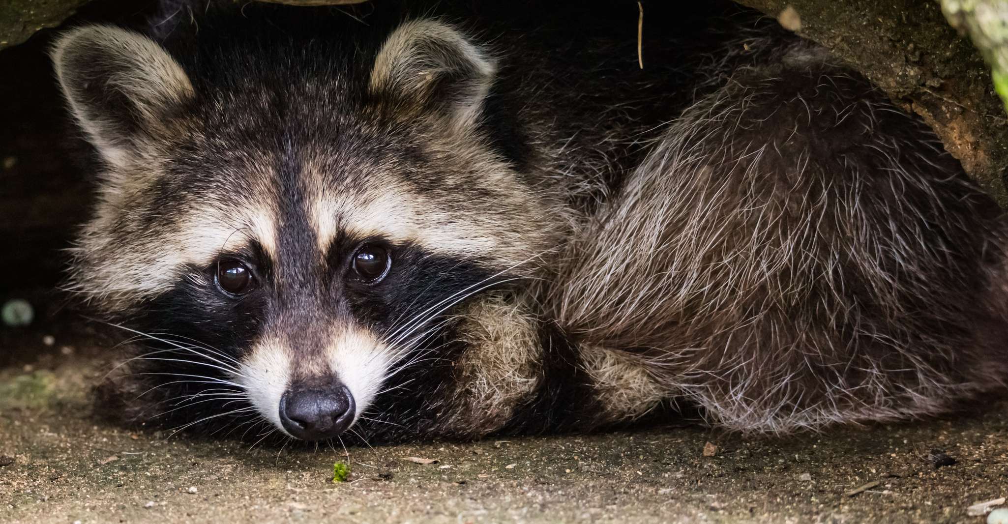 Zoo al Maglio, billet d'un jour pour la Jungle du Tessin - Hizvo
