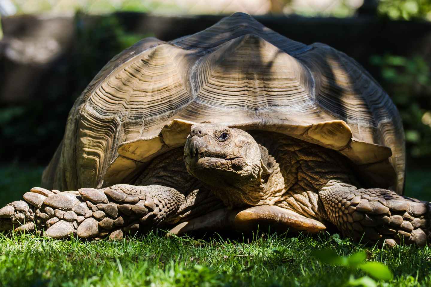 「ティチーノのジャングル：ズーアルマリオ1日券」