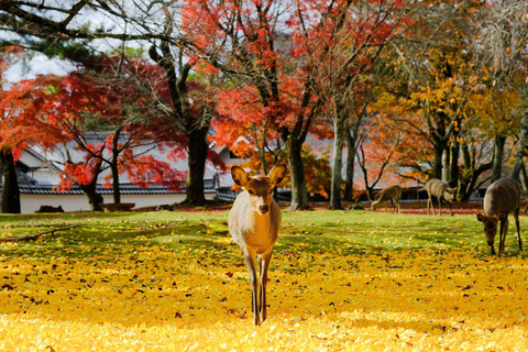 Da Osaka: Escursione di un giorno a Kyoto con il Santuario di Fushimi Inari