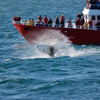 From Reykjavik: Golden Circle and Whale Watching Tour