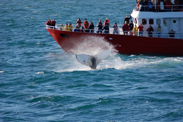 From Reykjavik: Golden Circle and Whale Watching Tour