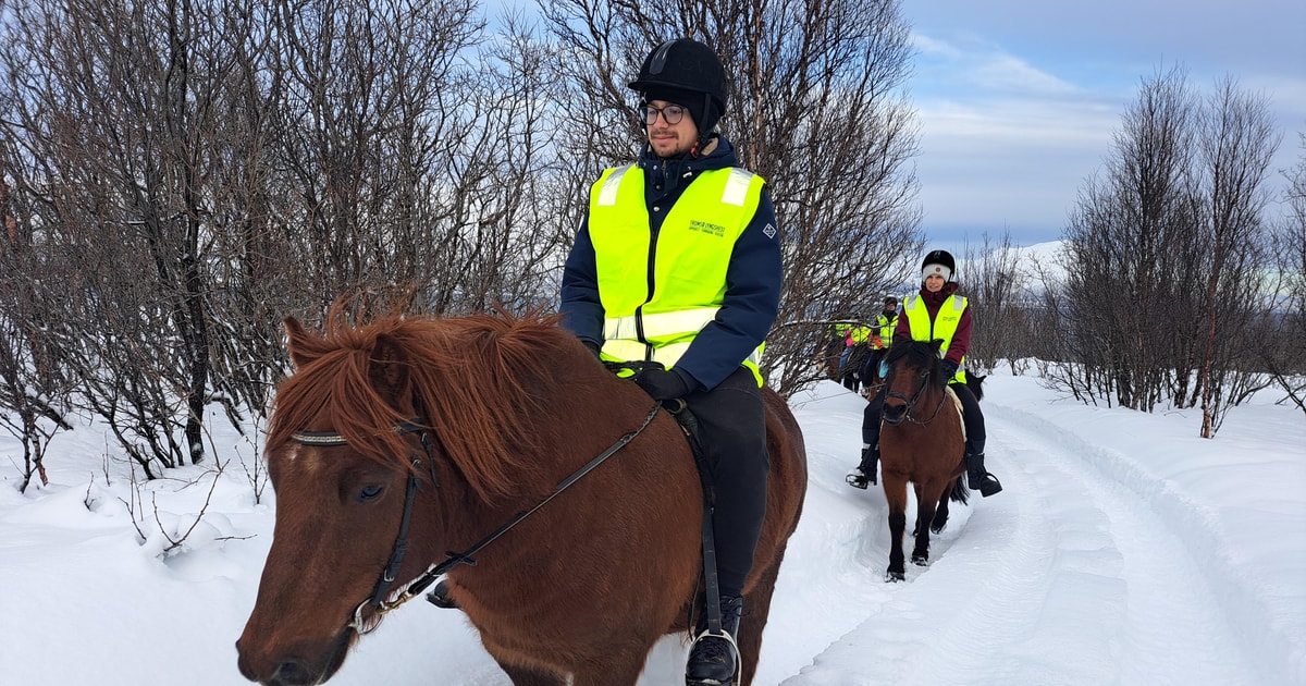 Winter Riding Lyngen Horseback Winter Riding Experience | GetYourGuide