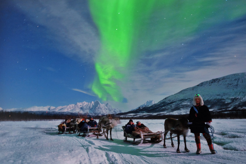 Tromso: Trineo de renos con posibilidad de ver auroras boreales