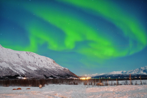 Tromso: Trineo de renos con posibilidad de ver auroras boreales