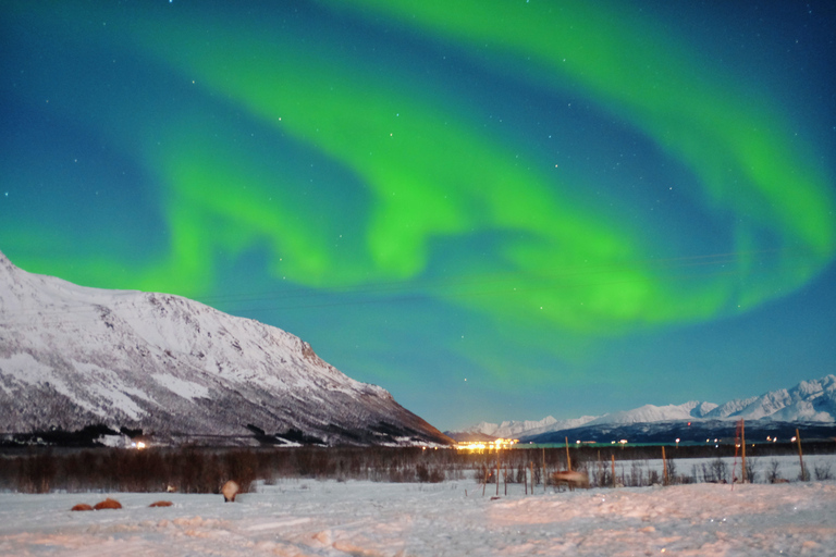 Tromso: Slitta sulle renne con possibilità di vedere l&#039;aurora borealeTromso: slitta trainata da renne con possibilità di vedere l&#039;aurora boreale