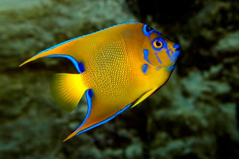 Saint Malo: Entry Ticket to the Grand Aquarium
