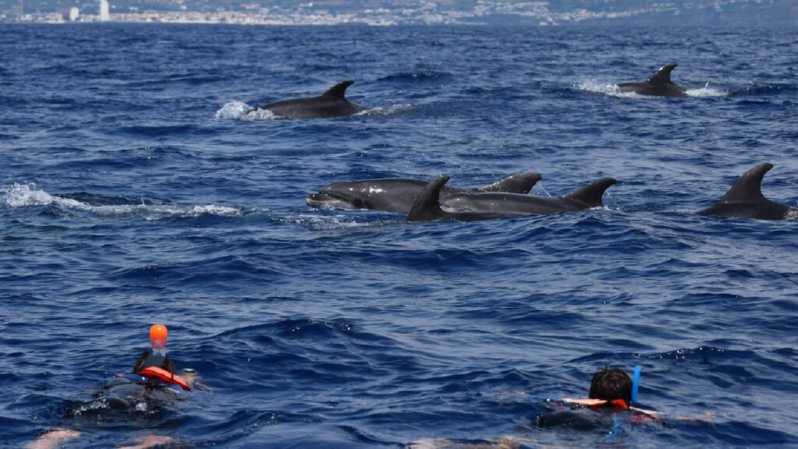 São Miguel: in acqua con i delfini
