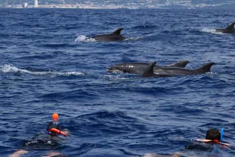 Sao Miguel: Swimming with Dolphins