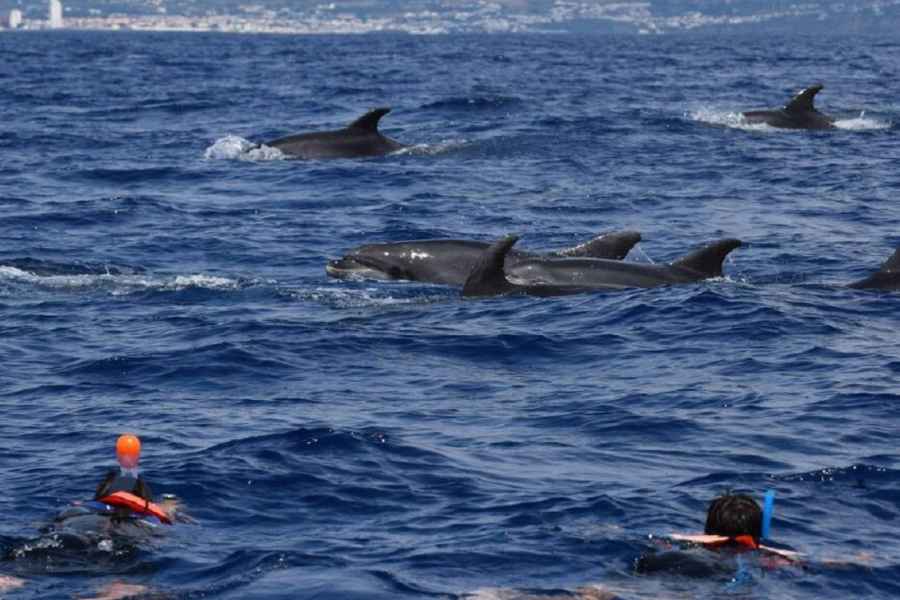 Sao Miguel: Schwimmen mit Delfinen