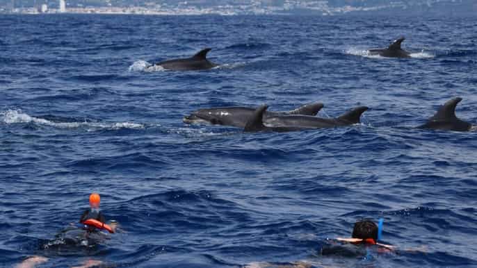 sao miguel swimming with dolphins