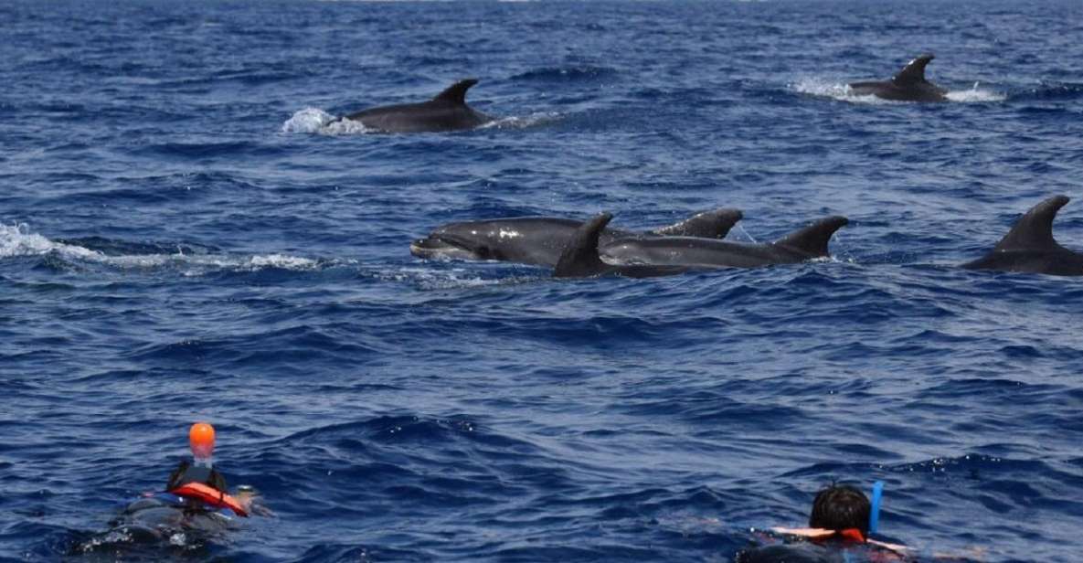 Sao Miguel: zwemmen met dolfijnen