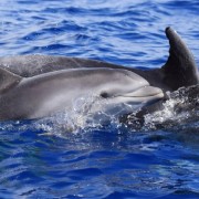 São Miguel: in acqua con i delfini