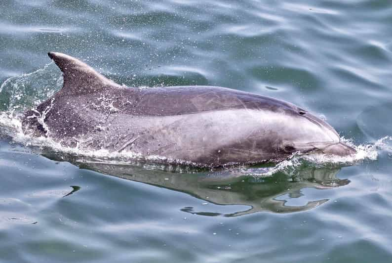 Monterey: Whale Watching Cruise 