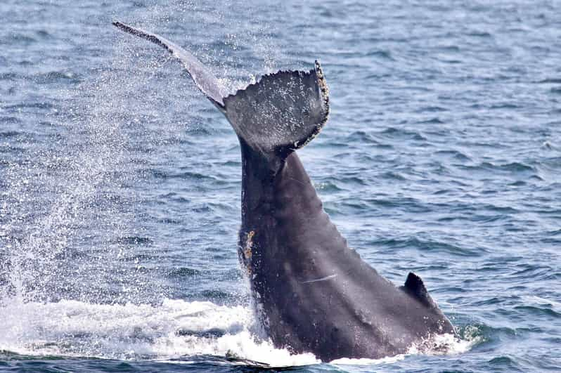 Monterey : Croisière D'observation Des Baleines | GetYourGuide