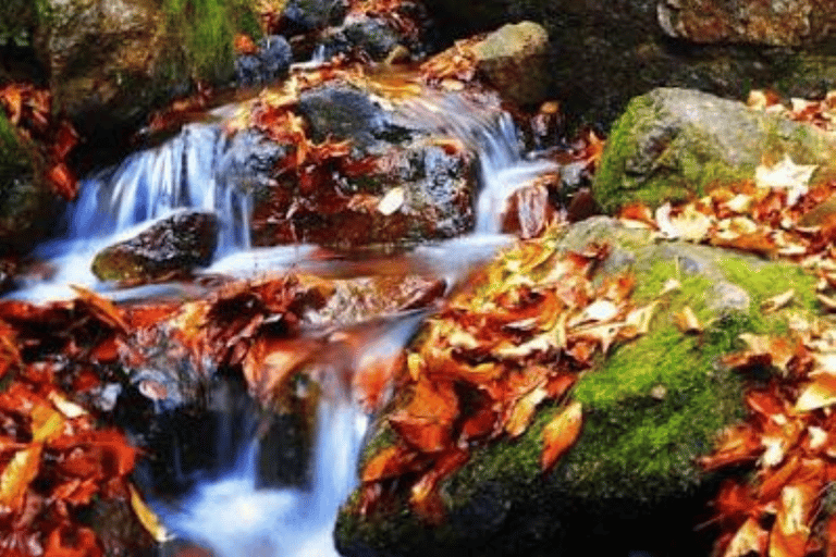 Hidden Tokyo: Nature, Sake & Little Edo Escape