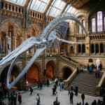 Londra: tour rapido del Museo di storia naturale e app audio