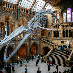 London: Natural History Museum Reserved Entry & Audio Tour