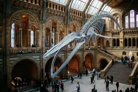 Londres: Museu de História Natural Entrada reservada e visita áudio
