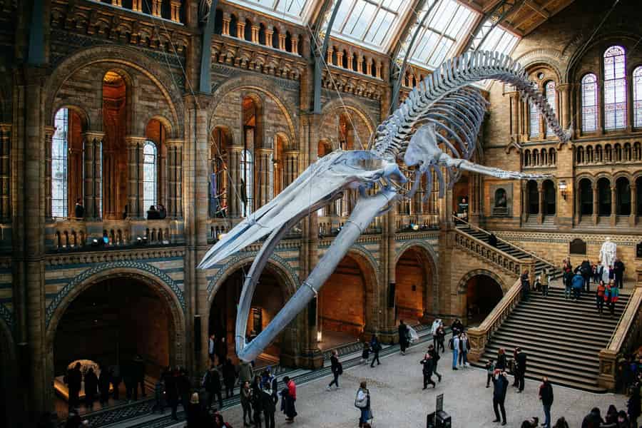 London: Natural History Museum Express-Tour & Audio-App. Foto: GetYourGuide