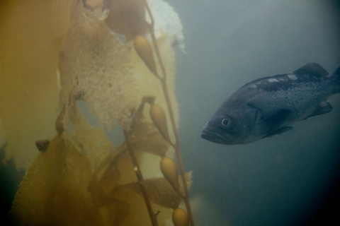 Sitka: Kelp Forest Snorkel Tour