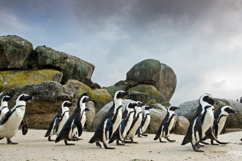 Kap der Guten Hoffnung: Sightseeing und Tour zu afrikanischen Pinguinen