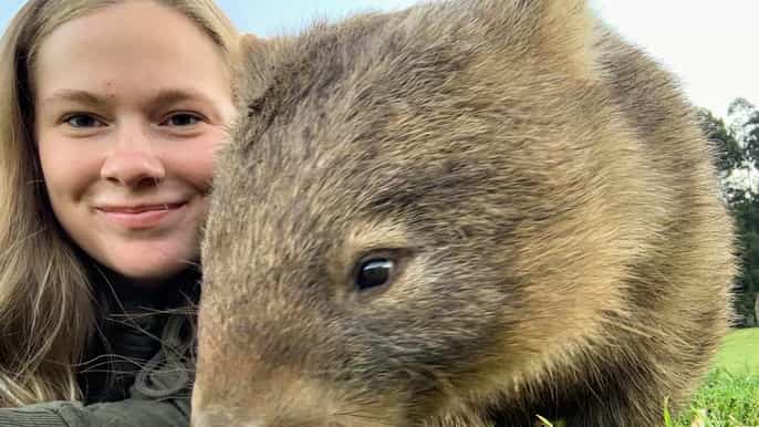 sydney walking with wombats experience