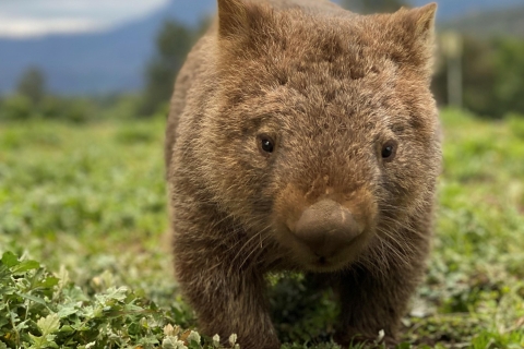 Sídney: Wombats salvajes y experiencia canguroSídney: experiencia de caminar con wombats
