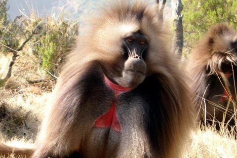 Debre Libanos, Monkeys, Cave & Oromo Village Tour