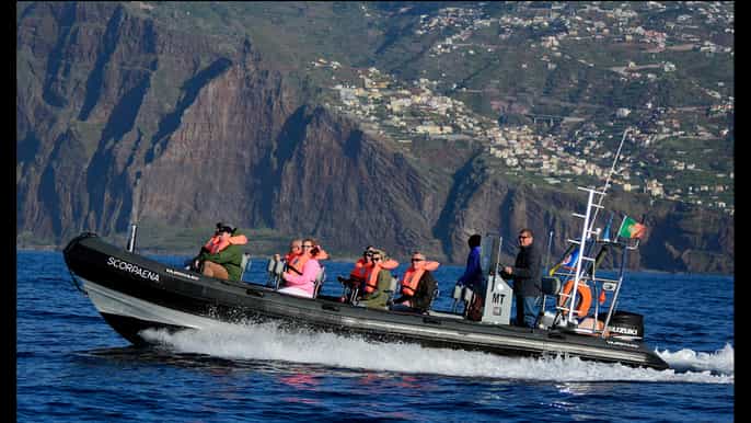 madeira passeio de barco para observação de baleias e golfinhos saindo de machico