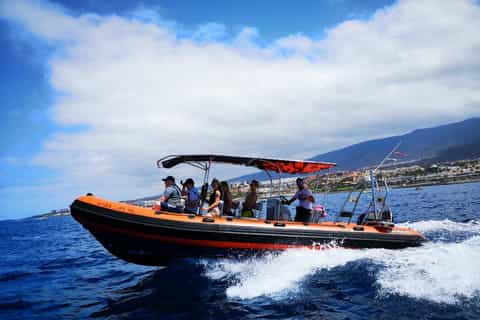Tenerife: Dolphin and Whale Watching on a Speedboat