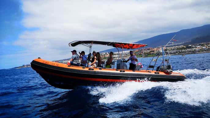 tenerife avistamiento de ballenas y delfines en lancha rápida