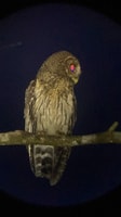 Monteverde, Night Tour in the Tropical Forest - Housity