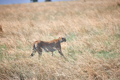 Arusha: 3-Day Serengeti Safari with Accommodation