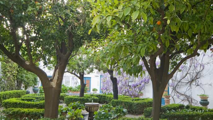 Córdoba: Ticket de entrada a los Jardines y Patios del Palacio de Viana
