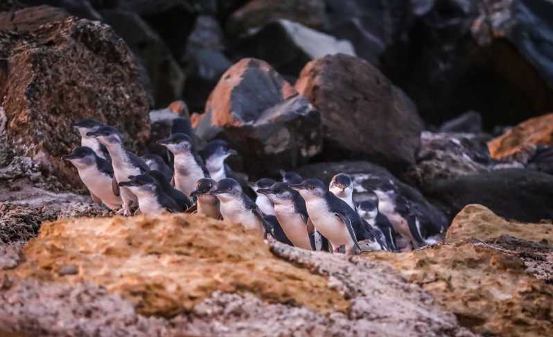 Oamaru: Bilet de vizionare de seară a coloniei de pinguini albaștri