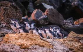 Oamaru: Blue Penguin Colony Evening Viewing Ticket