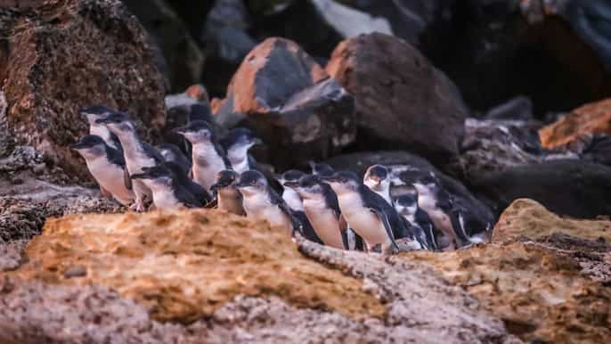 oamaru blue penguin colony evening viewing ticket