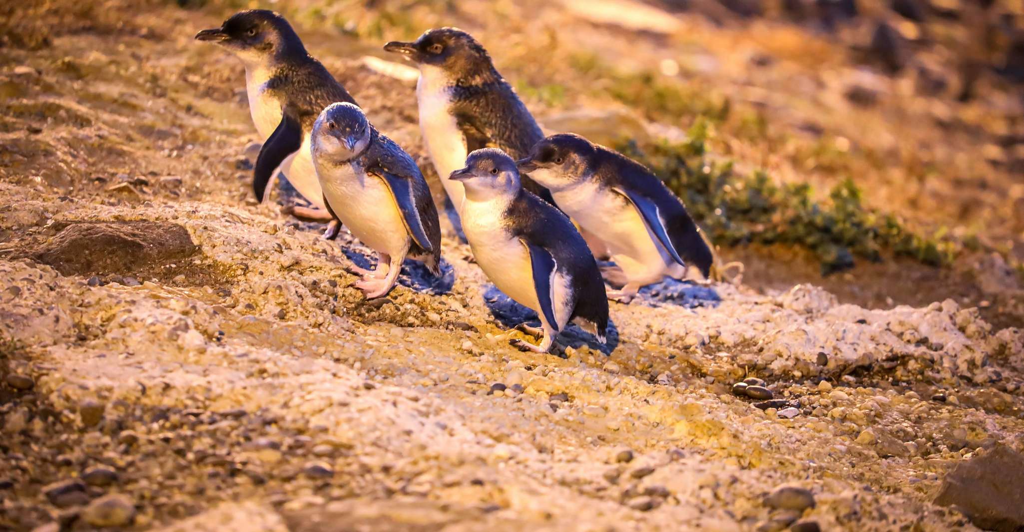 Oamaru, Blue Penguin Colony Evening Viewing Ticket - Housity