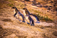 Oamaru, Blue Penguin Colony Evening Viewing Ticket - Housity